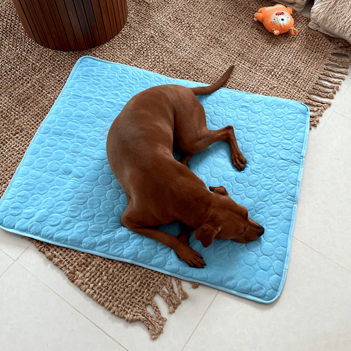 Azura | Innovative Cooling Mat for Dogs (4x Cooling Power) - ChillComfort
