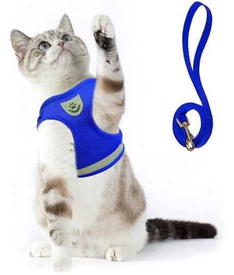 Explorer Harness with Leash Azura