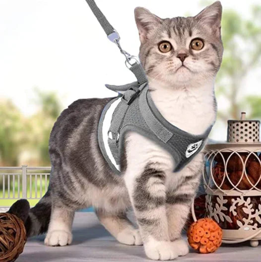 Explorer Harness with Leash Azura