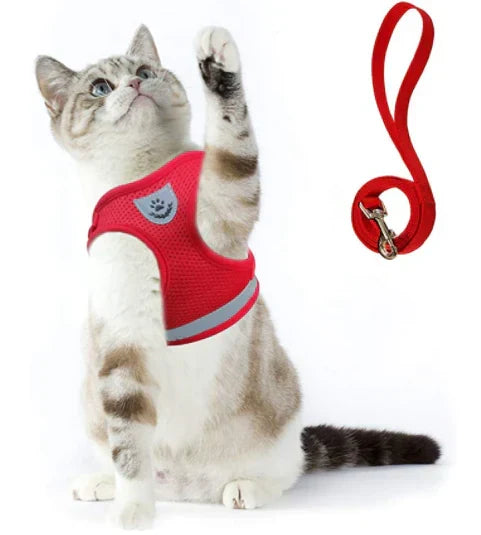 Explorer Harness with Leash Azura