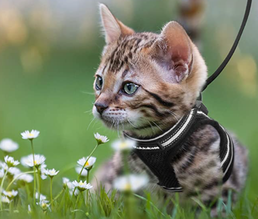 AdventureKit - Safe Harness for Adventurous Cats Azura