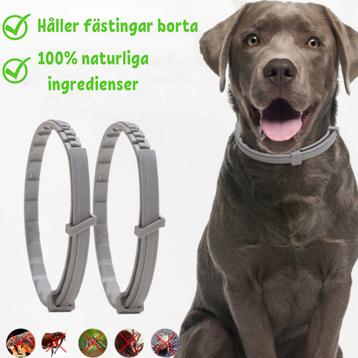 FleaShield Collar – Protection against Fleas and Ticks Azura