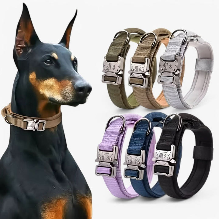 Azura | Adjustable Dog Collar Set for Adventures and Daily Training