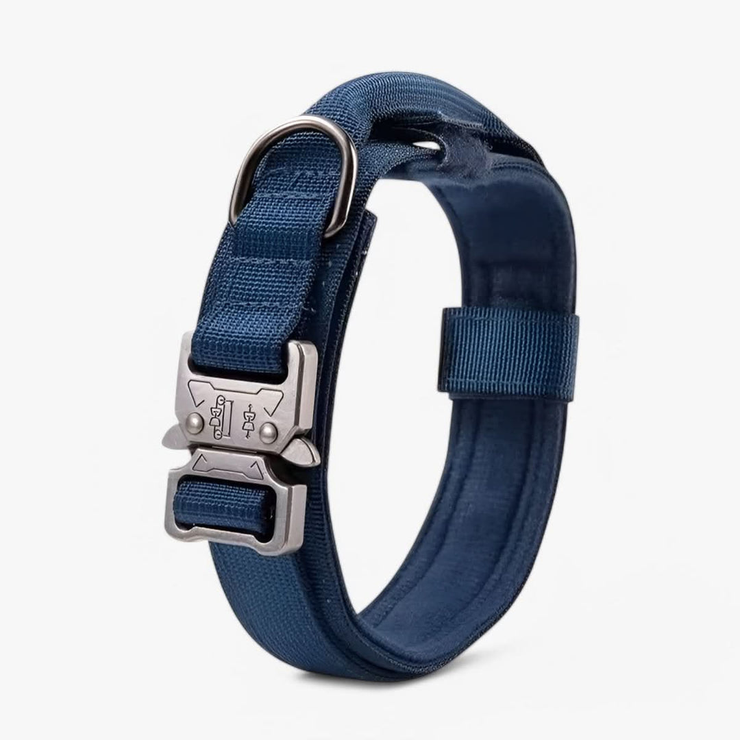 Azura | Adjustable Dog Collar Set for Adventures and Daily Training
