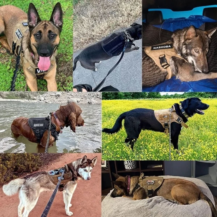 Azura | Adjustable Dog Harness for Safe and Comfortable Training