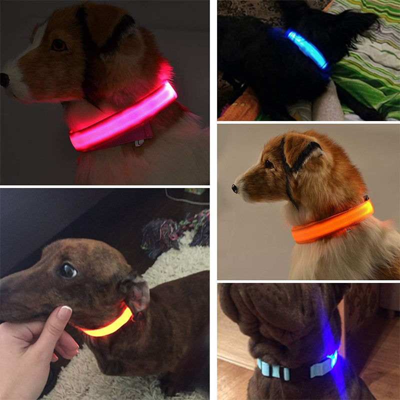 Azura | Luminous Animal Collar with LED Light – Rechargeable, Waterproof, Adjustable Fit for Enhanced Safety at Night